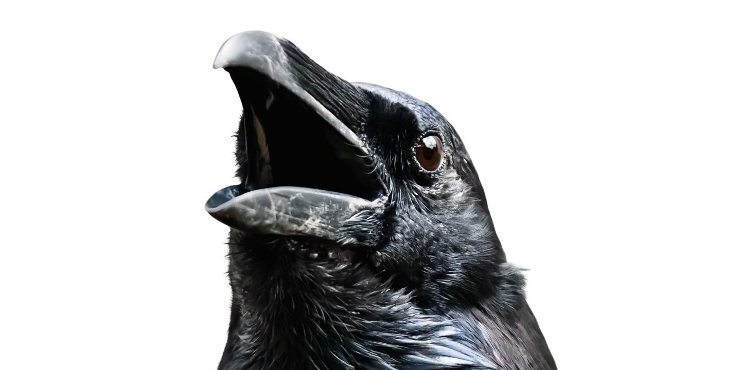 Of the bad reputation of crows